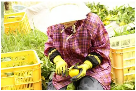 【定期お届け・送料無料】ディープレストミスト_1本30mL／2ヶ月分